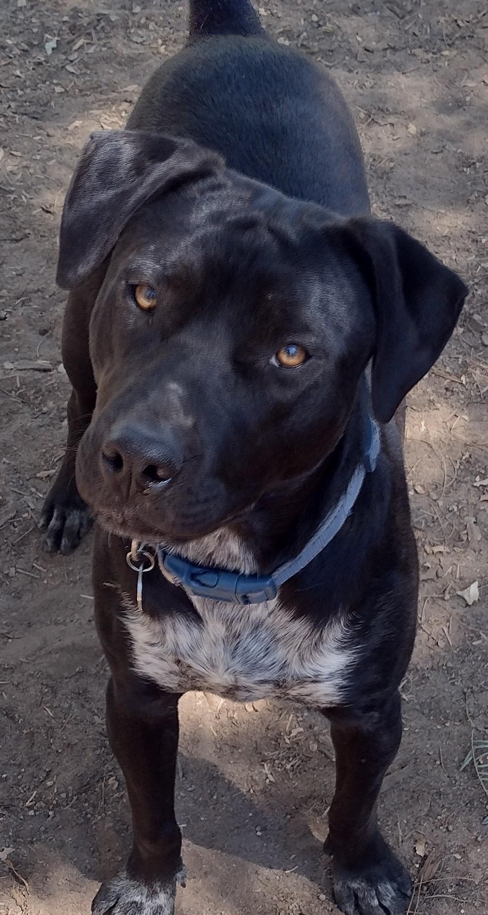 Enlarge Shirley, a Adoptable American Bully in San DIego, CA image 3/6