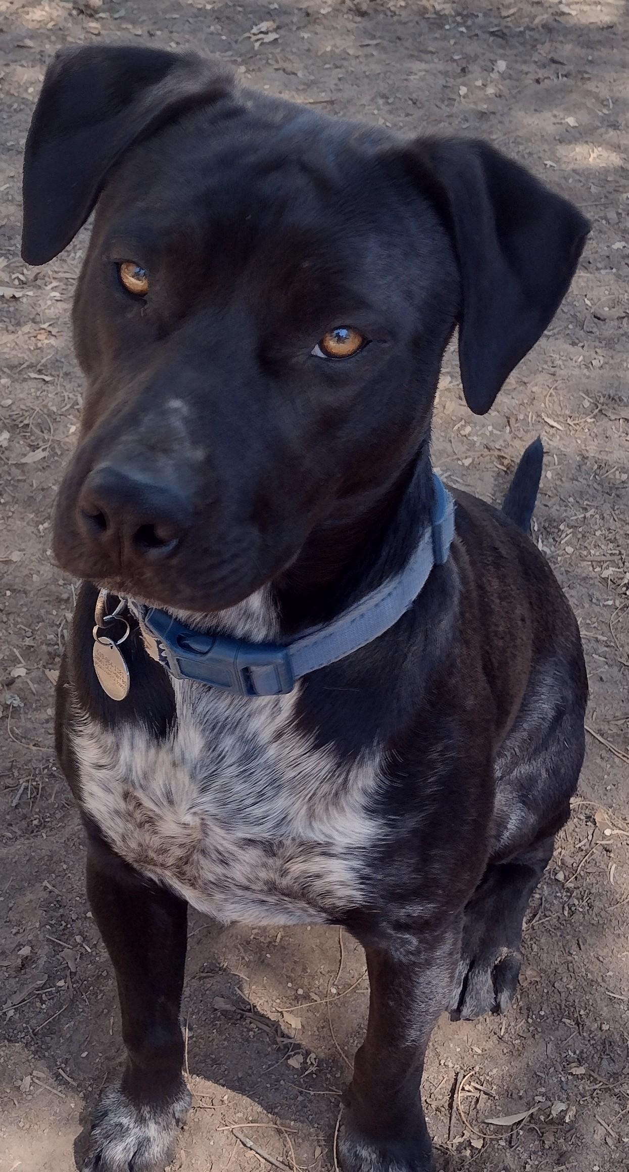 Enlarge Shirley, a Adoptable American Bully in San DIego, CA image 4/6