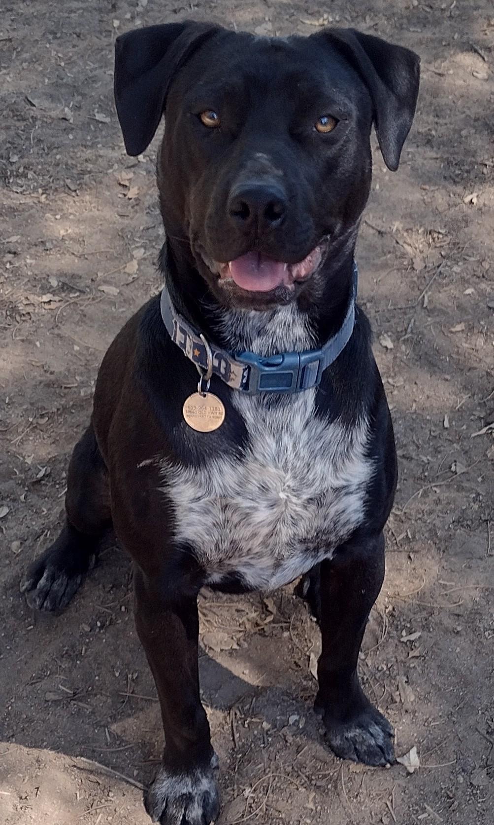 Enlarge Shirley, a Adoptable mixed breed in Carlsbad, CA image 4/6