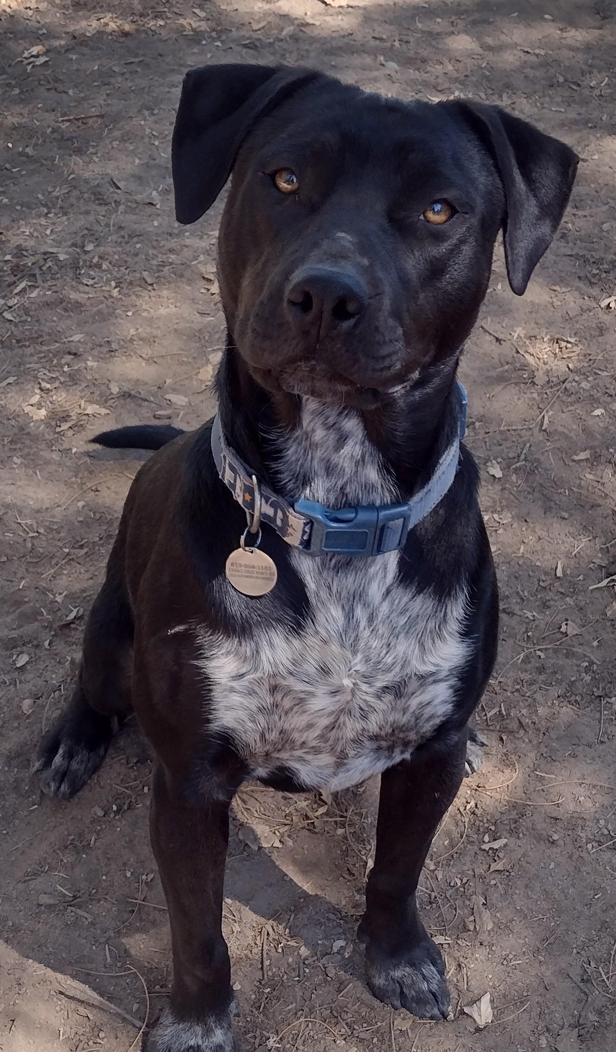 Enlarge Shirley, a Adoptable American Bully in San DIego, CA image 6/6