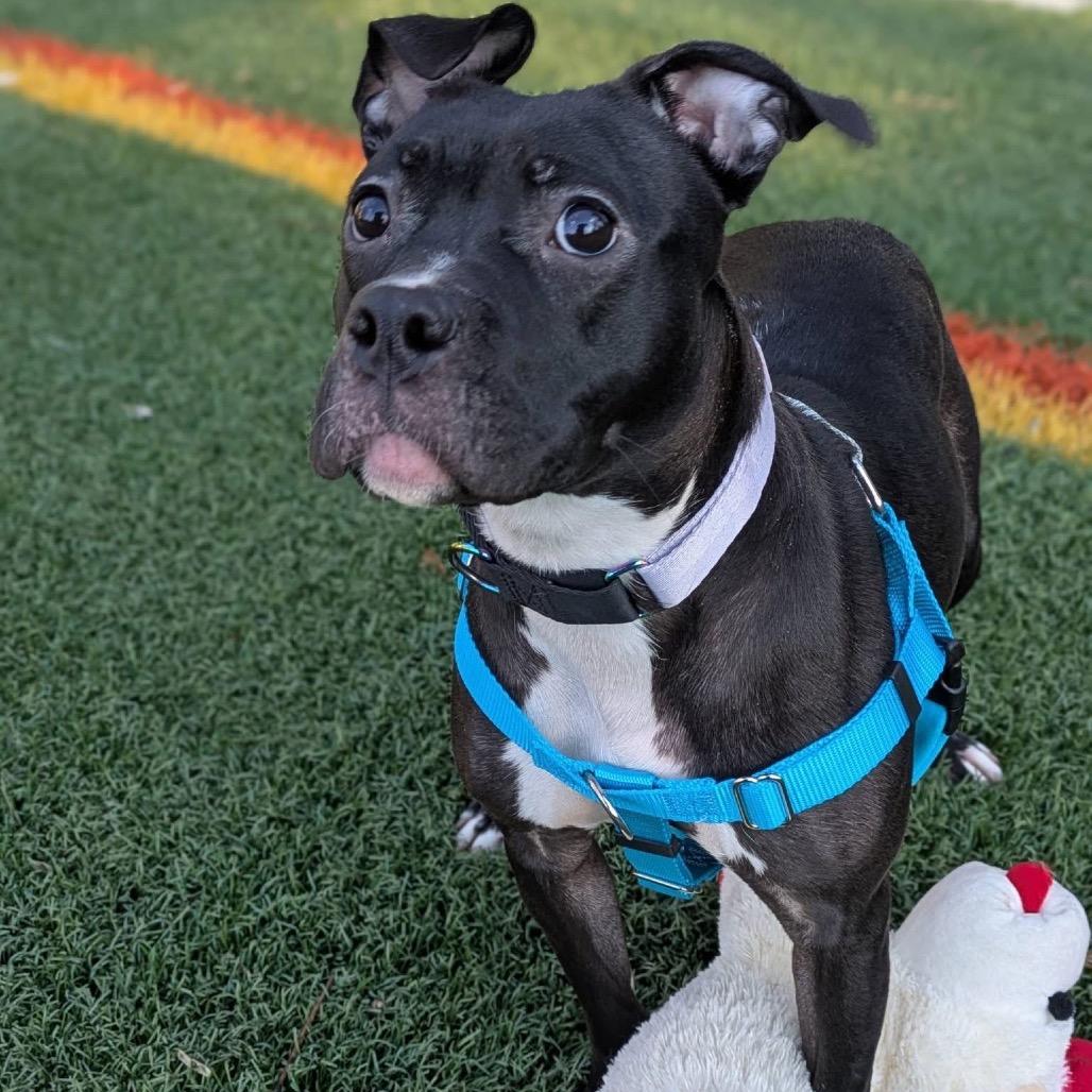 Lola, Adoptable, Young Female Pit Bull Terrier.