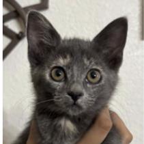Halloween Sangria, Adoptable, Kitten Female Domestic Short Hair.