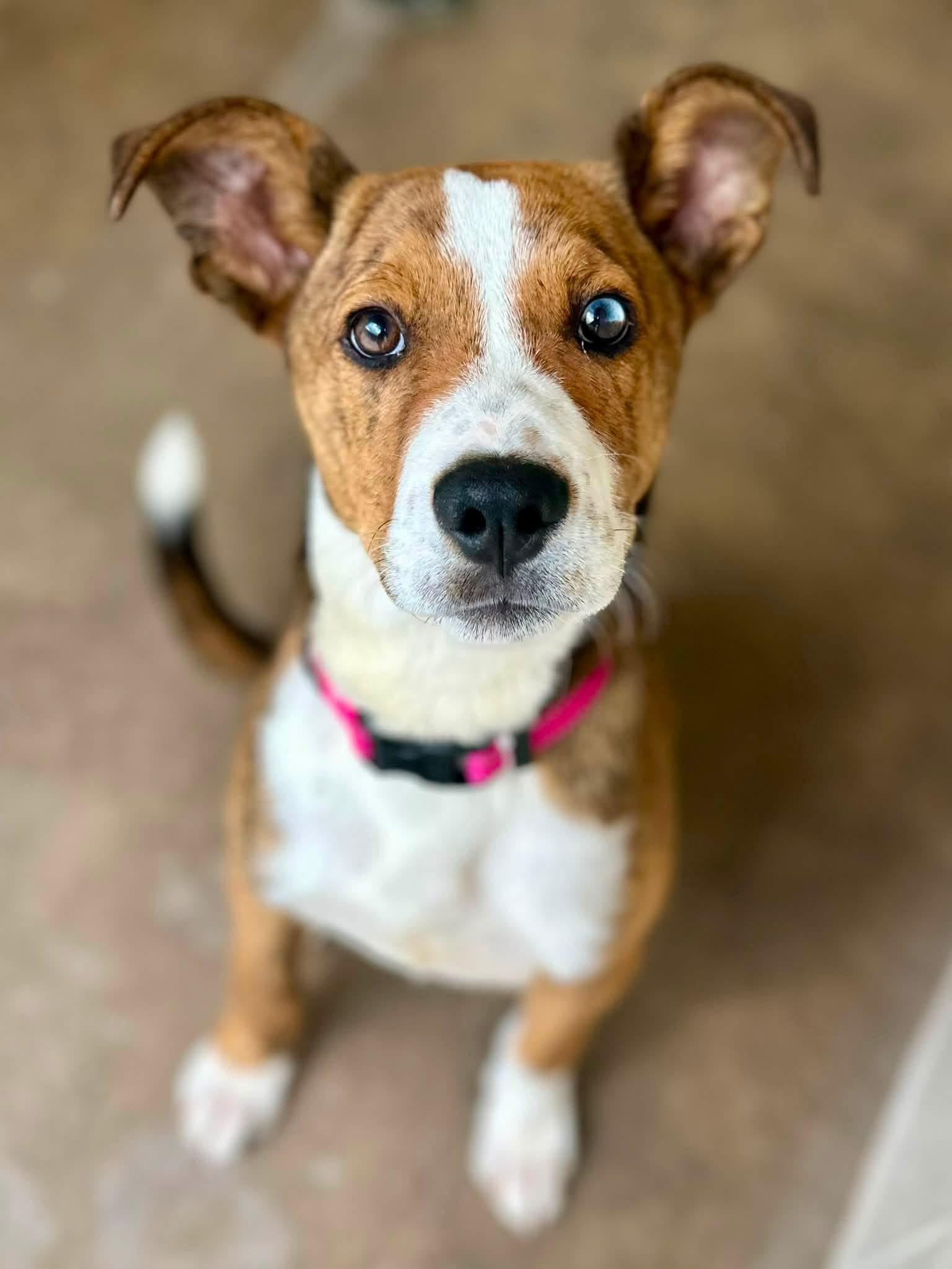 Chowder, ADOPTABLE, Young Male American Staffordshire Terrier.