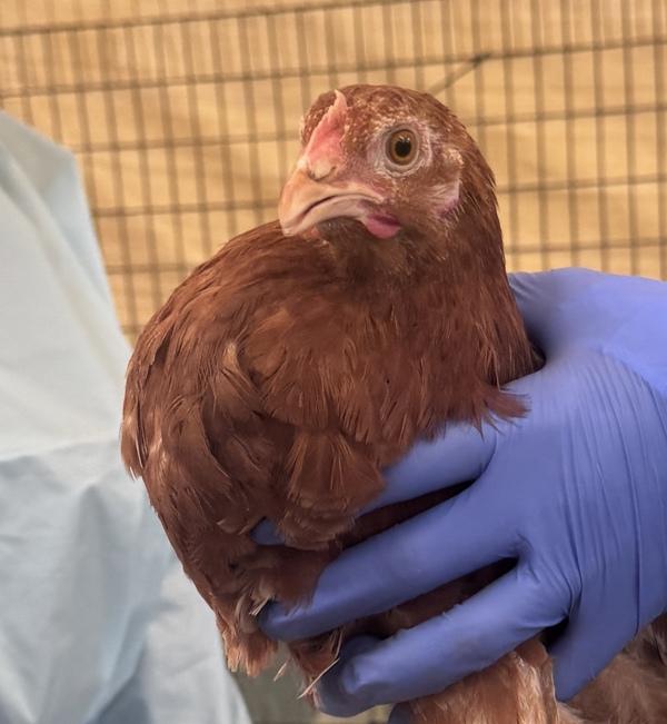 Blulefni, Adoptable, Young Male Chicken.