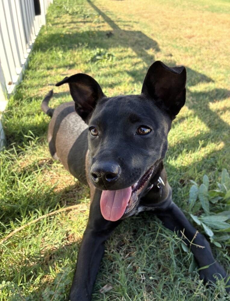 Lily, Adoptable, Puppy Female Border Collie & Pit Bull Terrier.