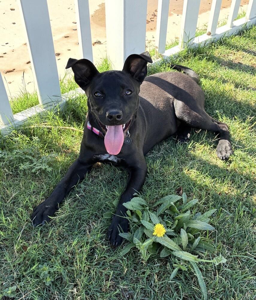 Lily, a Adoptable mixed breed in Stockton, CA image 2/2