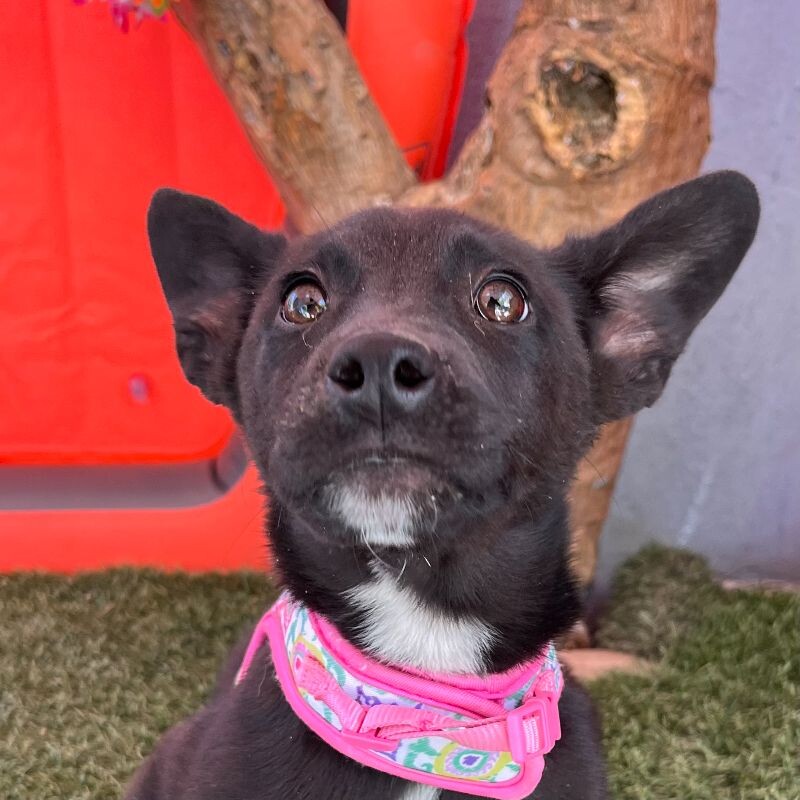 Dog for adoption Cool Mint, a Labrador Retriever & Husky Mix in