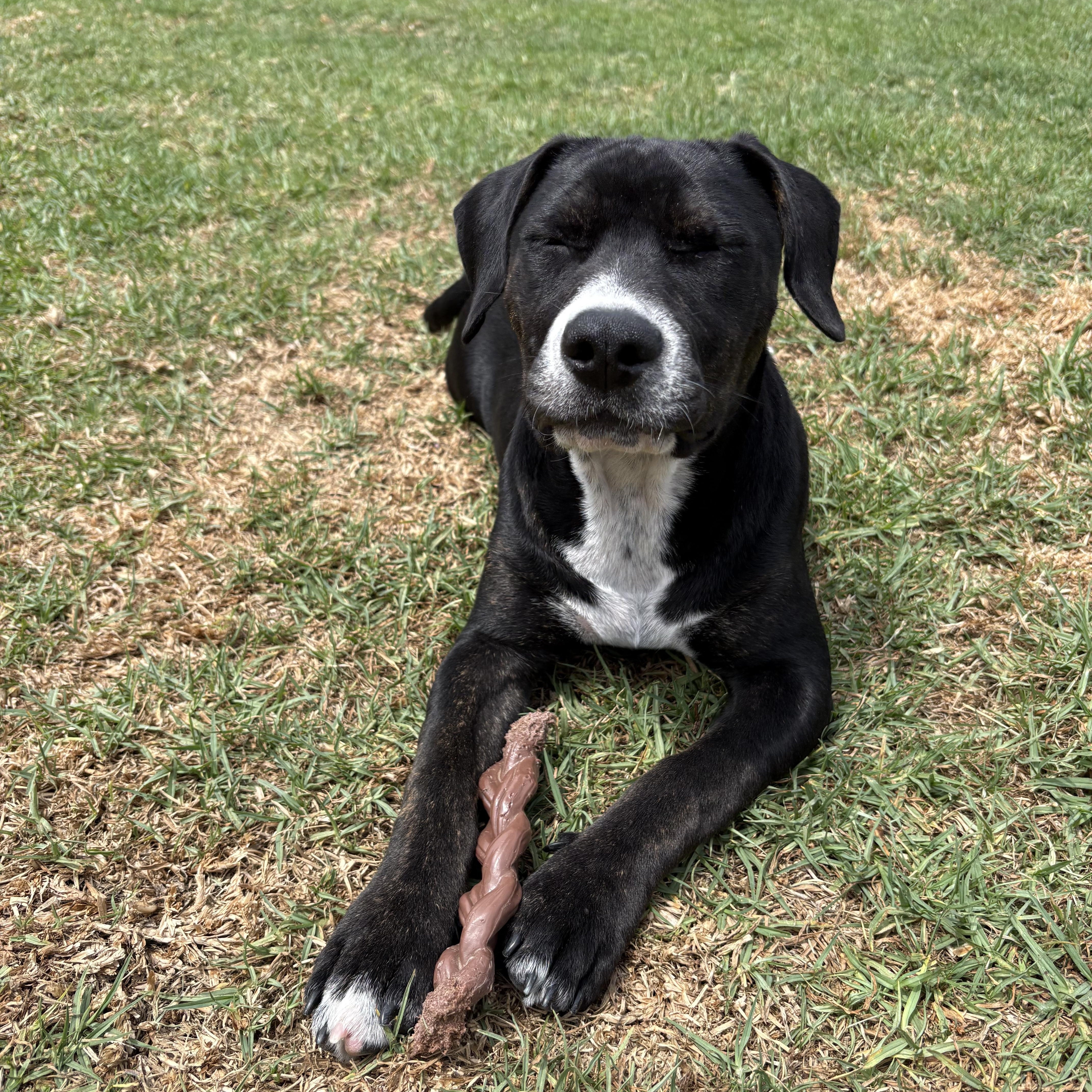 Enlarge Breezy- ADOPT Me, a ADOPTABLE mixed breed in Redondo Beach, CA image 5/6