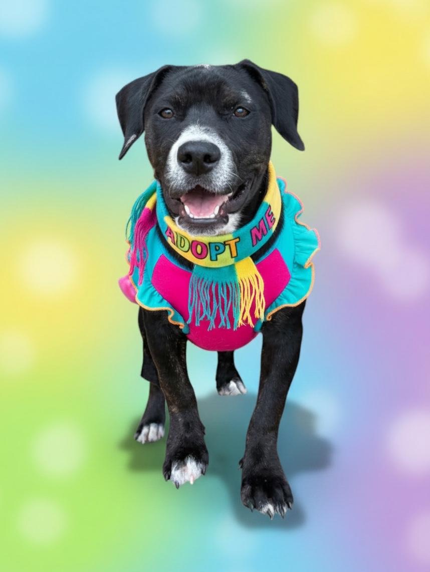 Enlarge Breezy- ADOPT Me, a ADOPTABLE mixed breed in Redondo Beach, CA image 1/6