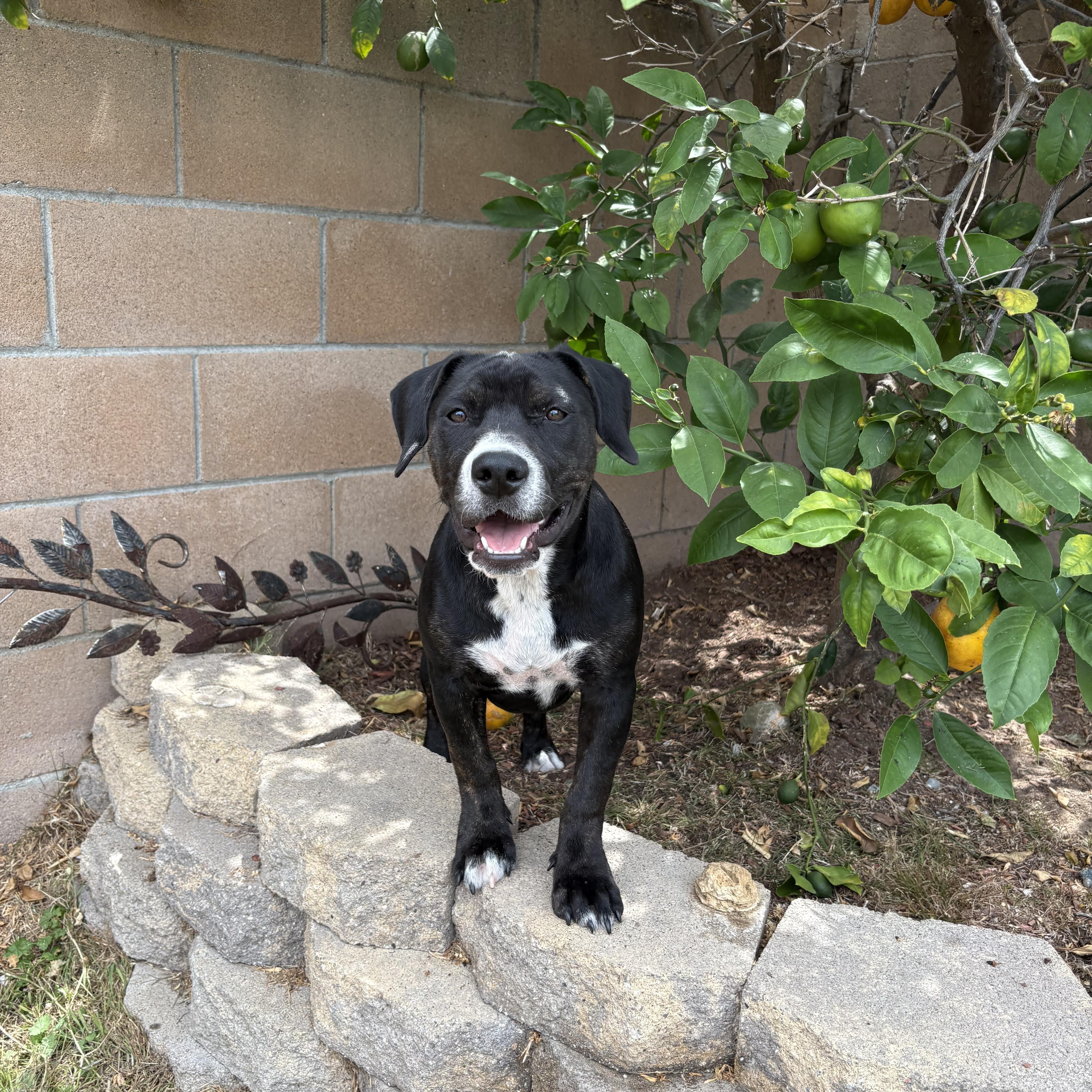 Enlarge Breezy- ADOPT Me, a ADOPTABLE mixed breed in Redondo Beach, CA image 2/6