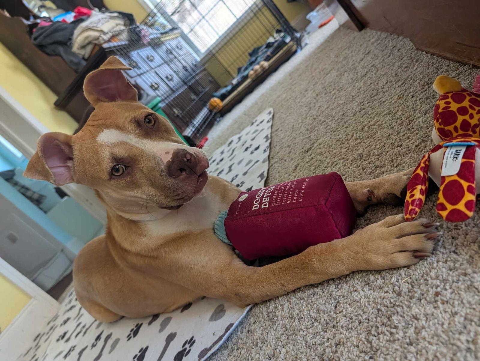 Marley, Adoptable, Young Male Pit Bull Terrier.