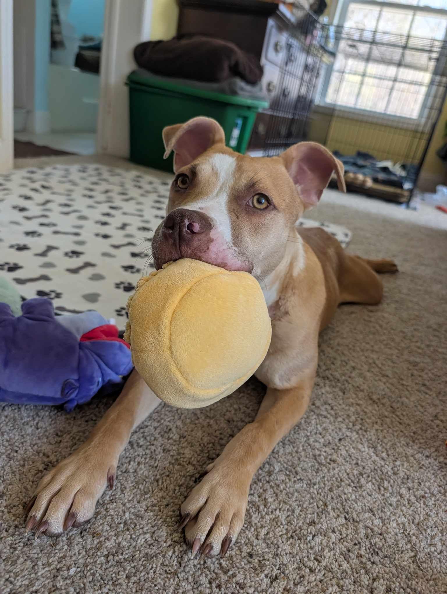 Enlarge Marley, a Adoptable Pit Bull Terrier in Winton, NC image 2/3