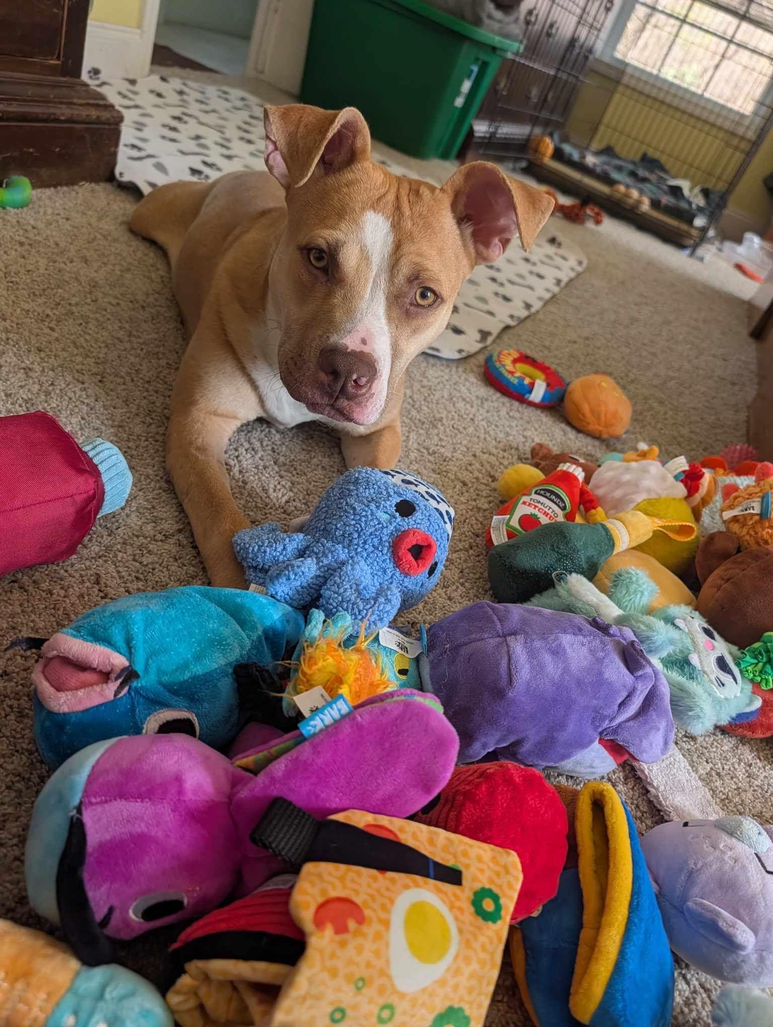 Enlarge Marley, a Adoptable Pit Bull Terrier in Winton, NC image 3/3
