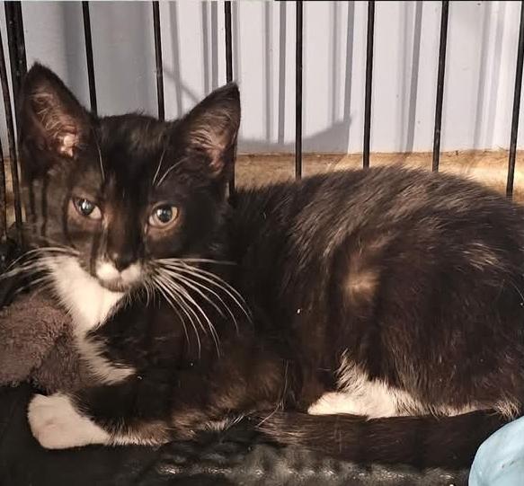 Chaos Reynes, Adopted, Young Male Tuxedo.