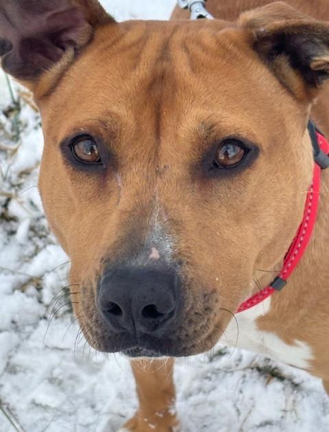 Enlarge Lady, a Adoptable mixed breed in New Albany, OH image 5/6