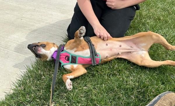 Enlarge Lady, an adoptable mixed breed in New Albany, OH image 3/6