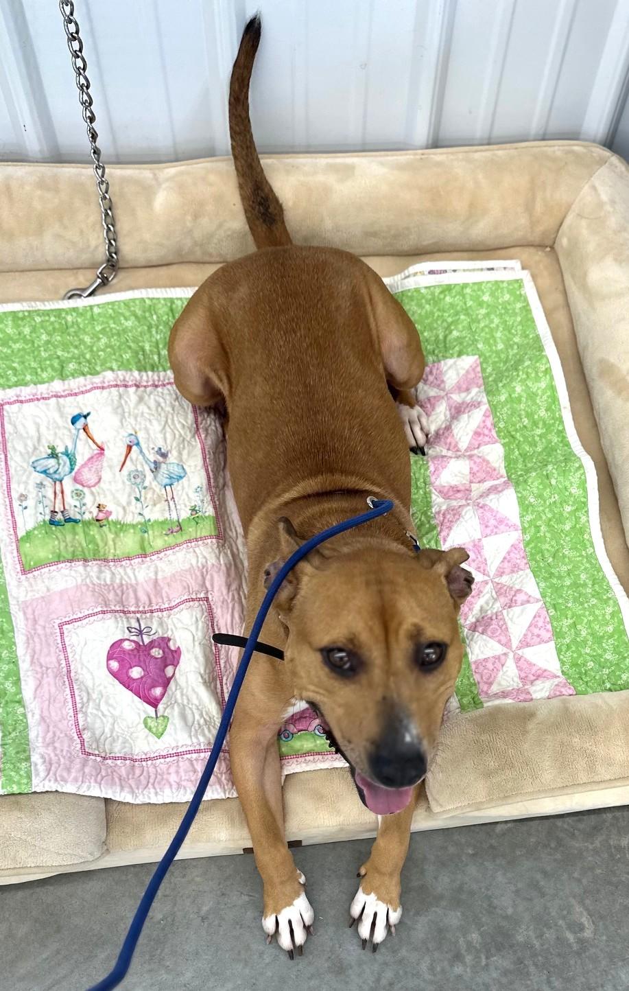 Autumn, an adoptable Terrier in New Albany, OH image 2/6