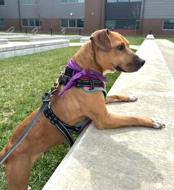 Lady, adoptable, Young Female Mixed Breed.