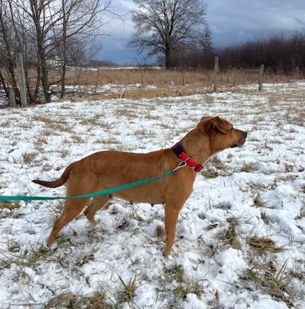 Enlarge Lady, a Adoptable mixed breed in New Albany, OH image 2/6
