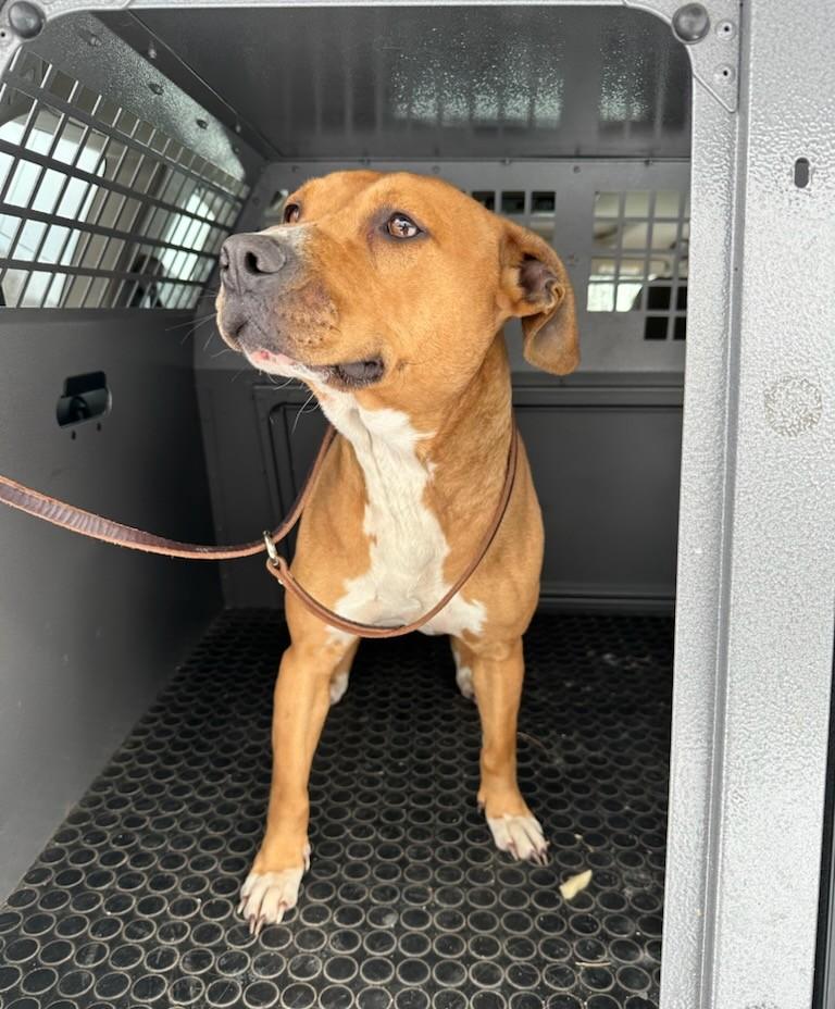 Enlarge Lady, a Adoptable mixed breed in New Albany, OH image 6/6