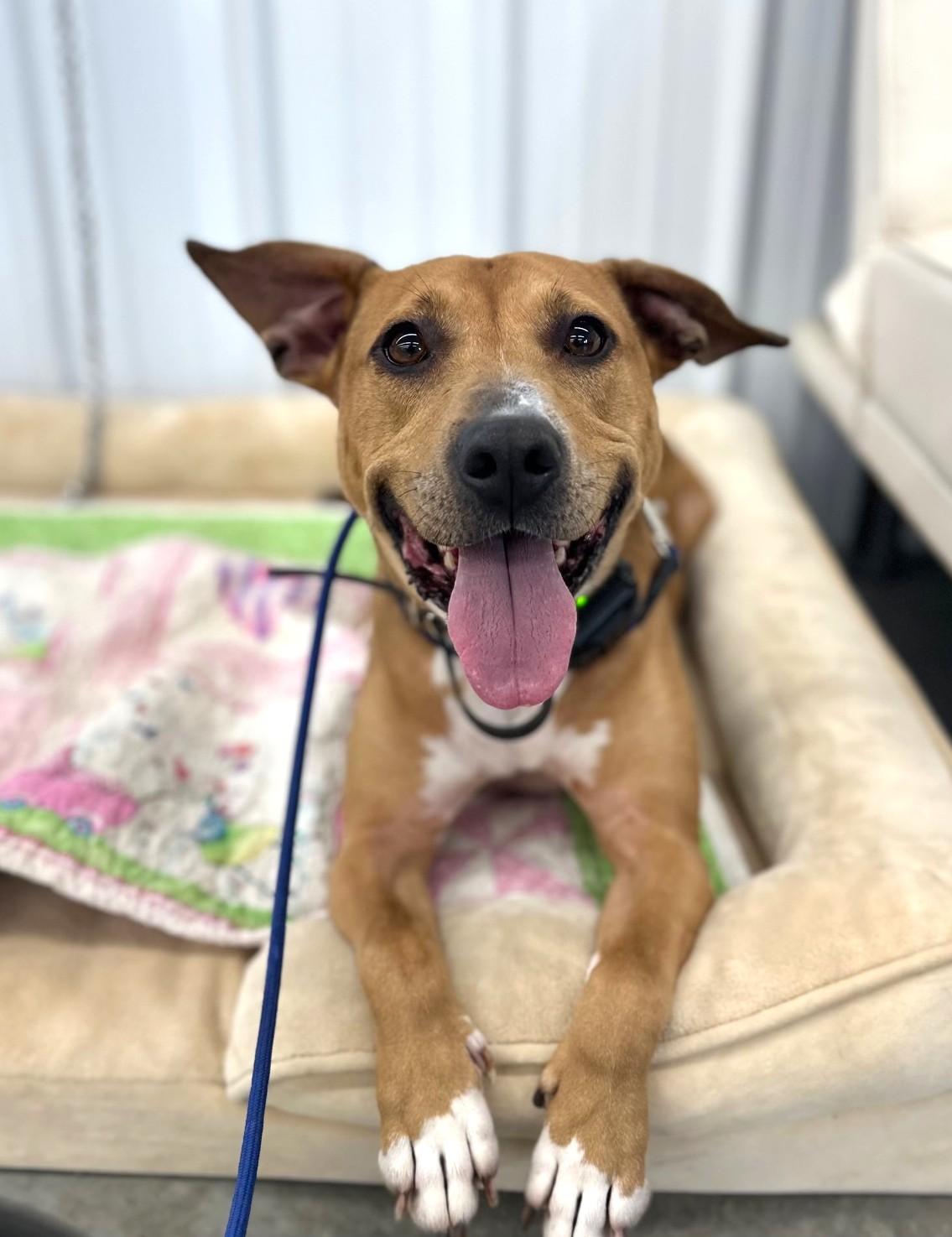 Autumn, an adoptable Terrier in New Albany, OH image 1/6