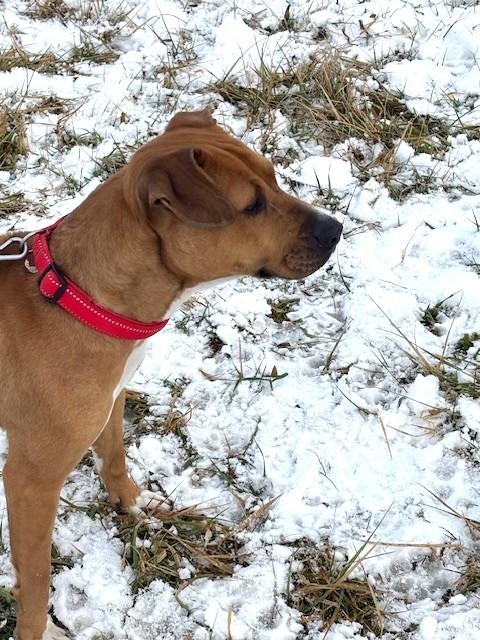 Enlarge Lady, a Adoptable mixed breed in New Albany, OH image 4/6