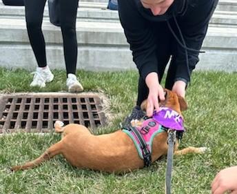 Enlarge Lady, an adoptable mixed breed in New Albany, OH image 2/6