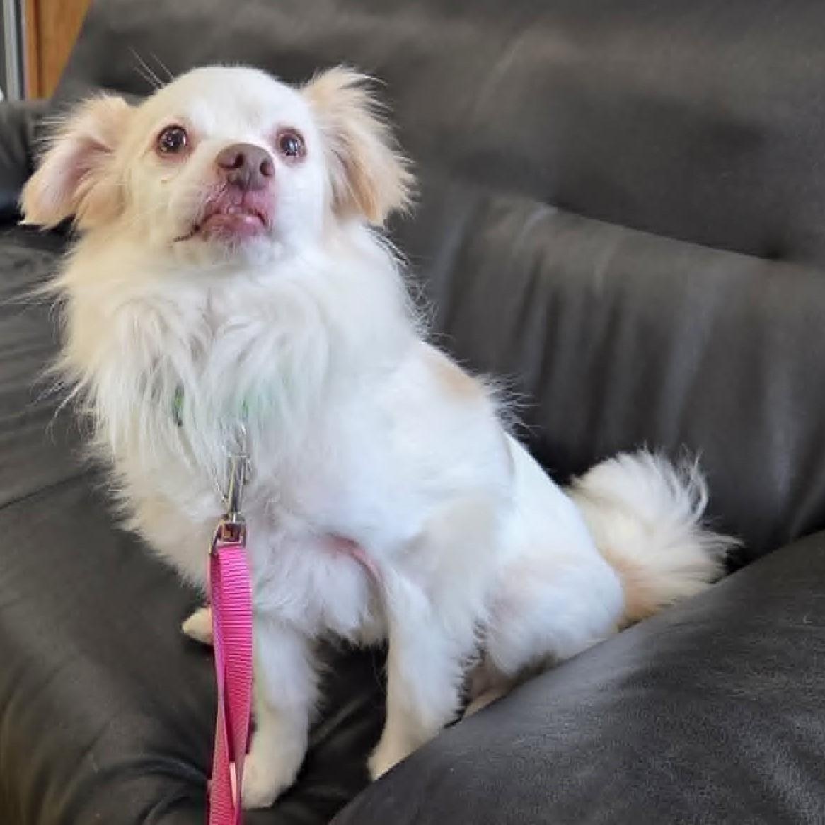 Terrific Toby, ADOPTABLE, Adult Male Chihuahua & Papillon.