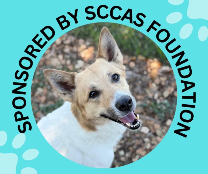 Enlarge CHARLIE, a Adoptable mixed breed in Santa Cruz, CA image 1/1