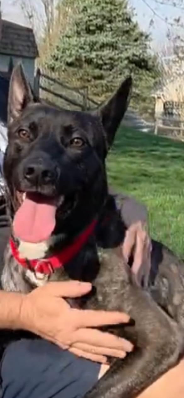 Enlarge Croc, a ADOPTABLE Dutch Shepherd in Lincoln University, PA image 1/2
