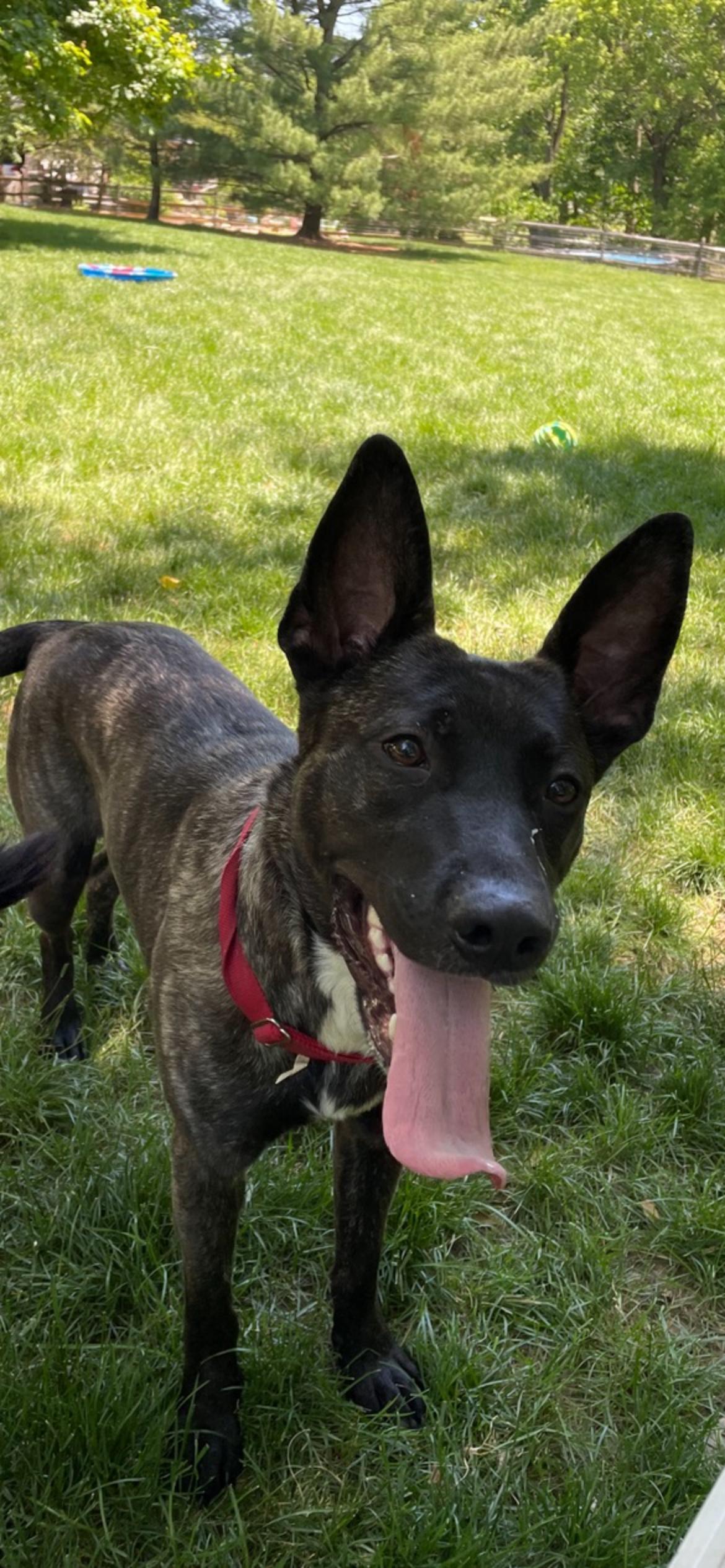 Croc, a ADOPTABLE Dutch Shepherd in Lincoln University, PA image 1/4