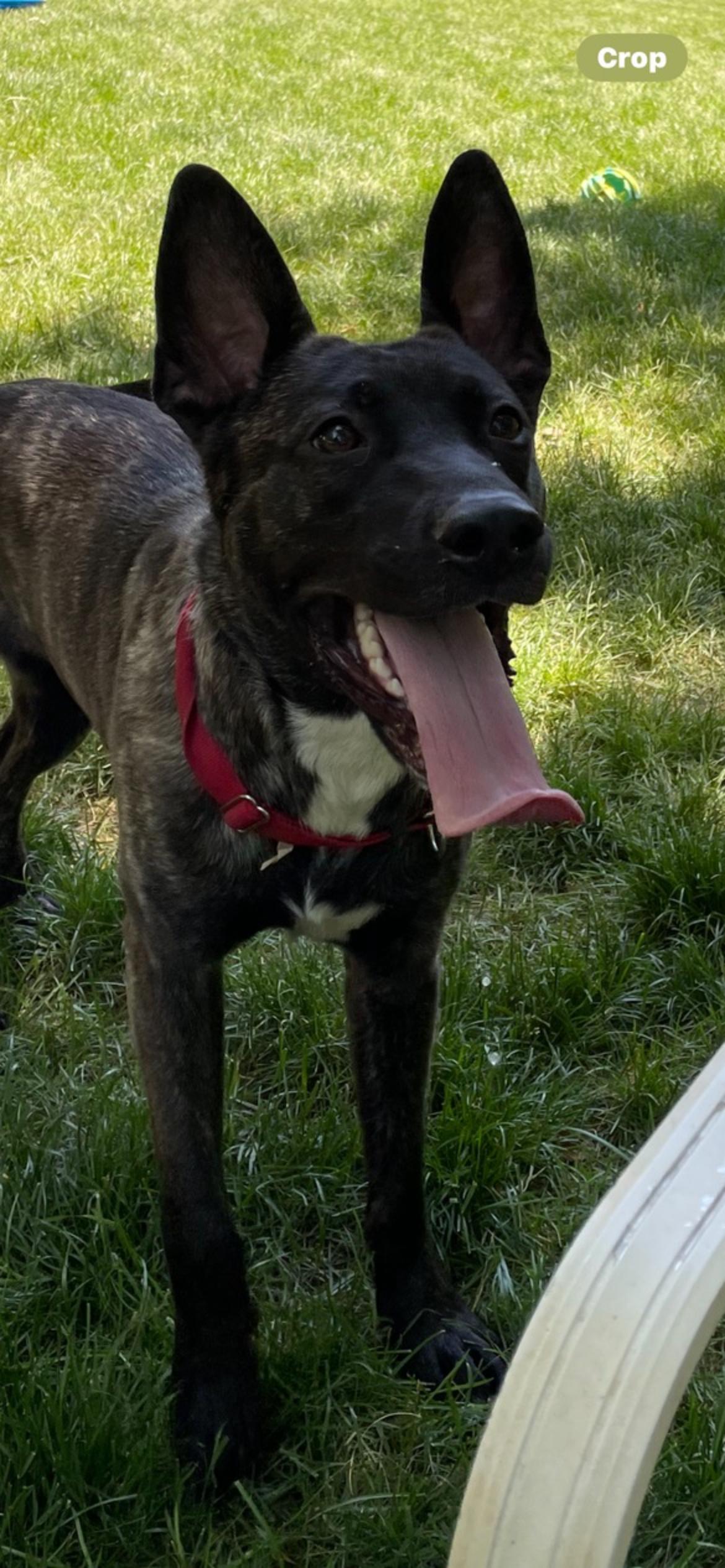 Croc, a ADOPTABLE Dutch Shepherd in Lincoln University, PA image 2/4