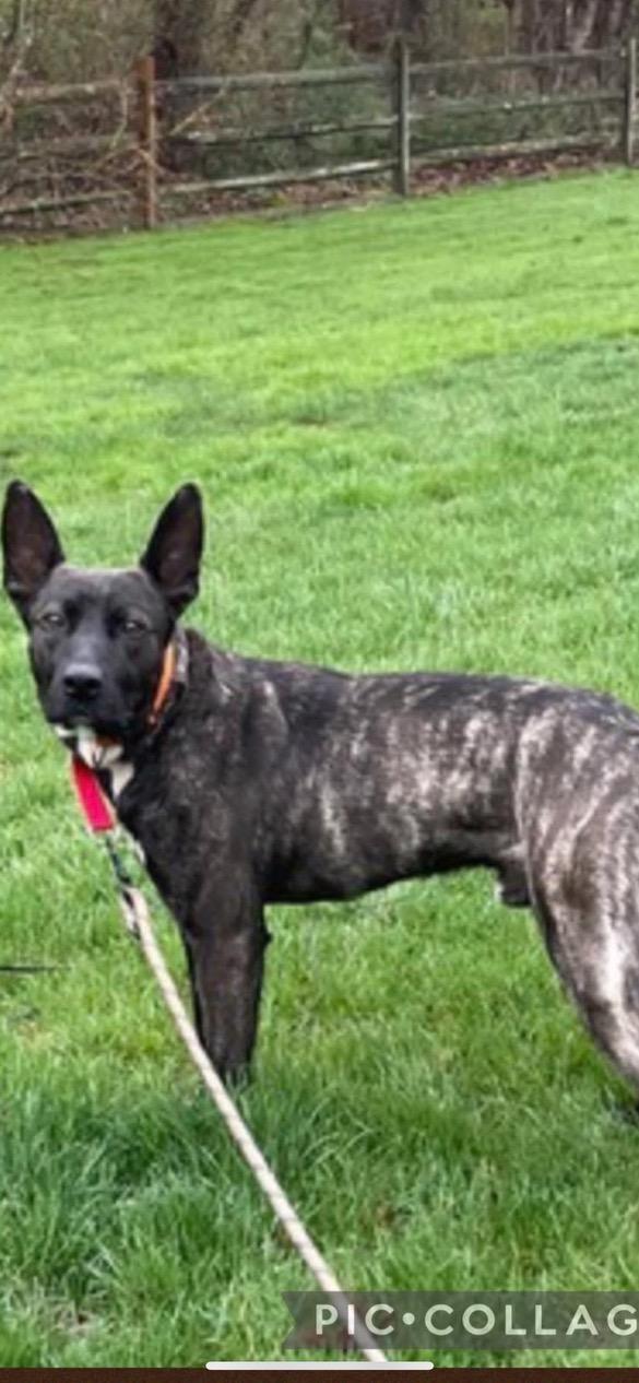 Enlarge Croc, a ADOPTABLE Dutch Shepherd in Lincoln University, PA image 2/2