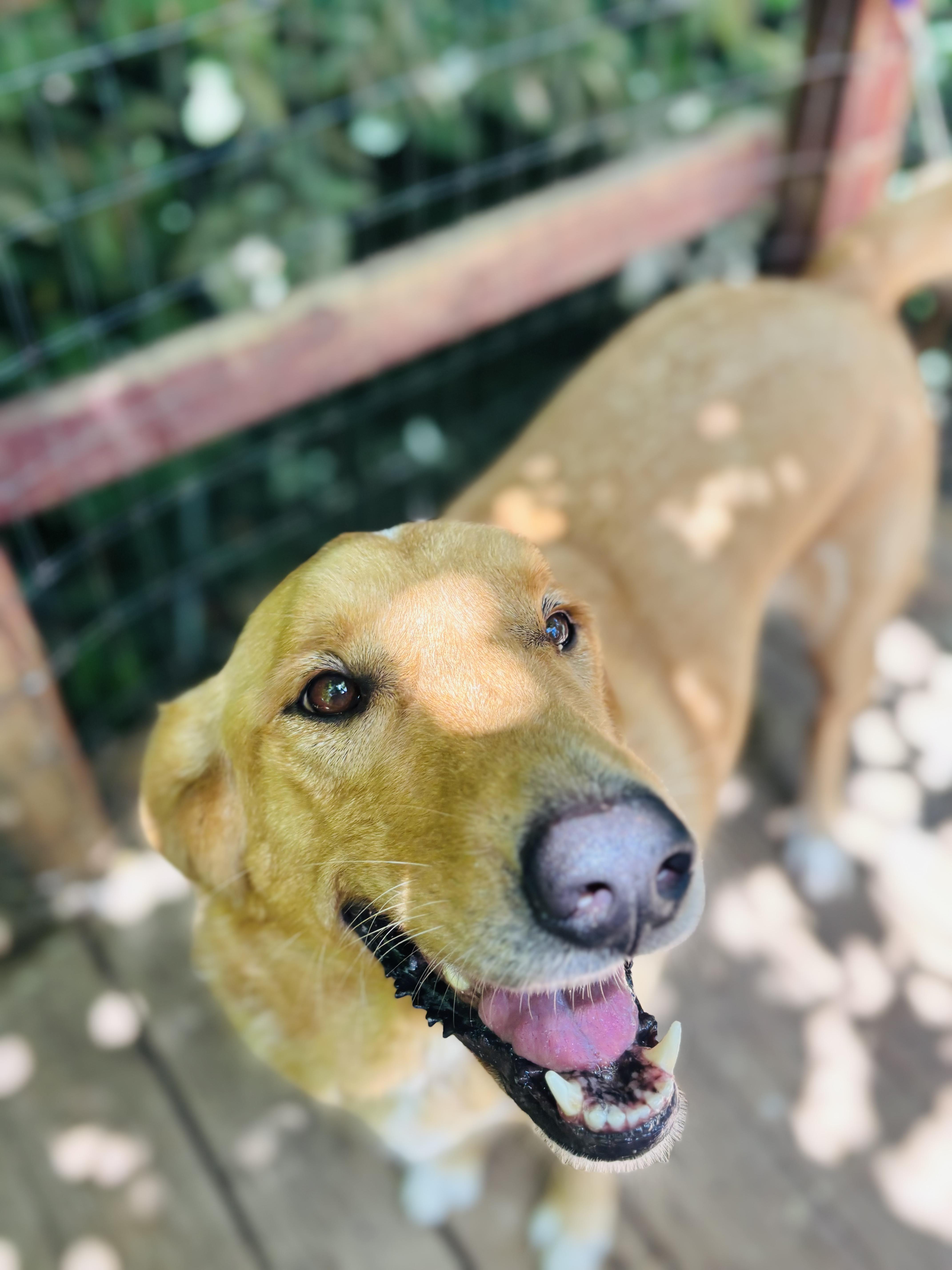 Rip, Adoptable, Adult Male Golden Retriever.