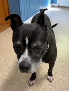 Estelle, a Adoptable Pit Bull Terrier in Sunderland, MD image 3/6