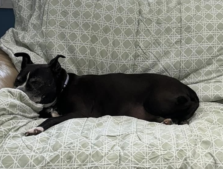 Estelle, a Adoptable Pit Bull Terrier in Sunderland, MD image 6/6