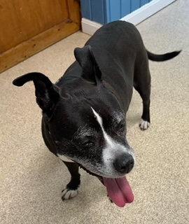 Estelle, a Adoptable Pit Bull Terrier in Sunderland, MD image 4/6