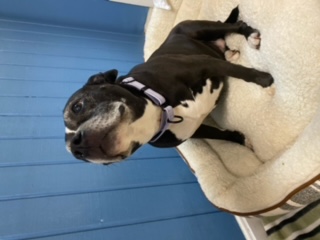 Estelle, a Adoptable Pit Bull Terrier in Sunderland, MD image 5/6