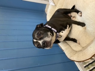 Estelle, a Adoptable Pit Bull Terrier in Sunderland, MD image 2/6