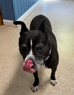 Estelle, a Adoptable Pit Bull Terrier in Sunderland, MD image 1/6