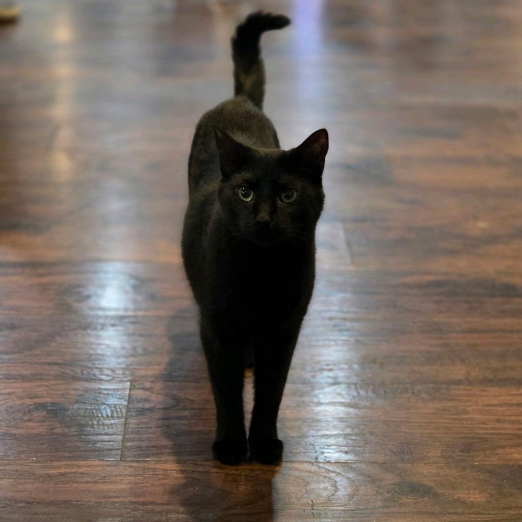 Enlarge Ollie, a Adoptable Domestic Short Hair in Nashville, TN image 1/2