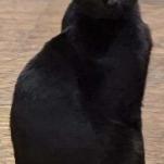 Enlarge Ollie, a Adoptable Domestic Short Hair in Nashville, TN image 2/2