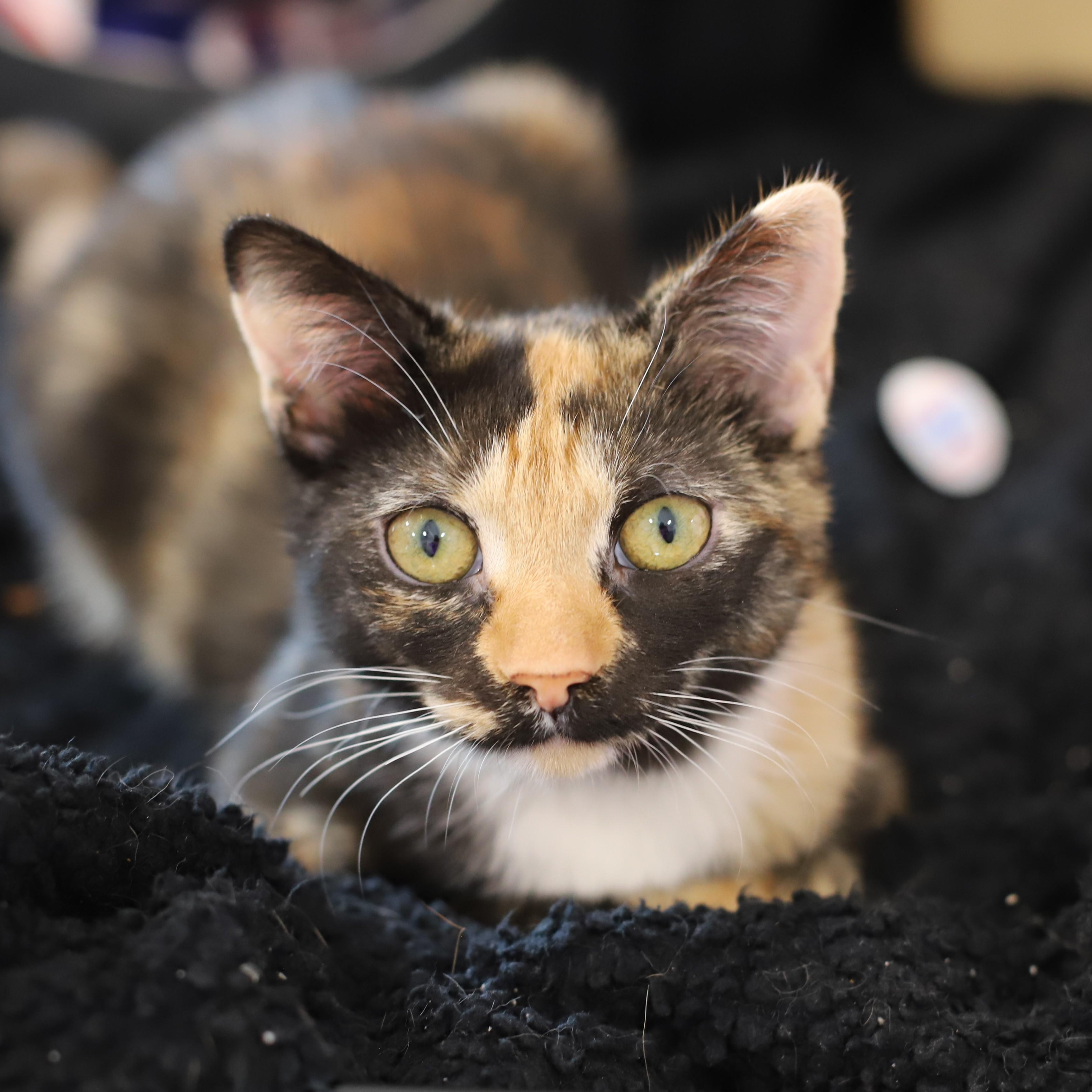 Elphaba, Young Female Tortoiseshell