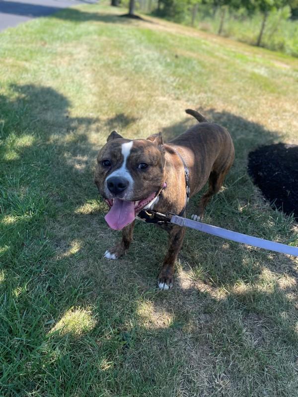 Enlarge Jeremiah, a Adoptable mixed breed in Skillman, NJ image 1/5