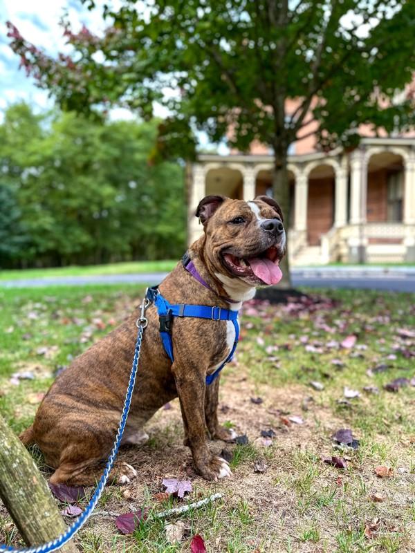Enlarge Jeremiah, a Adoptable mixed breed in Skillman, NJ image 2/5