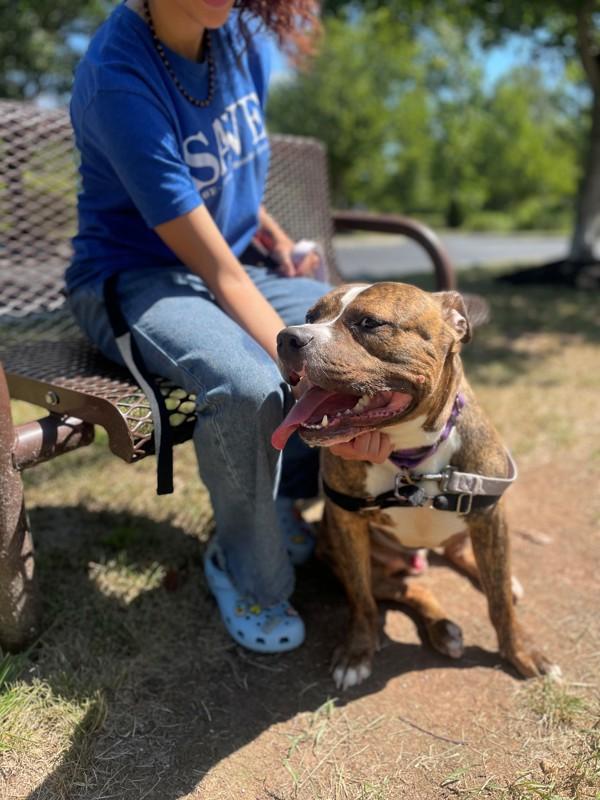 Enlarge Jeremiah, a Adoptable mixed breed in Skillman, NJ image 3/5
