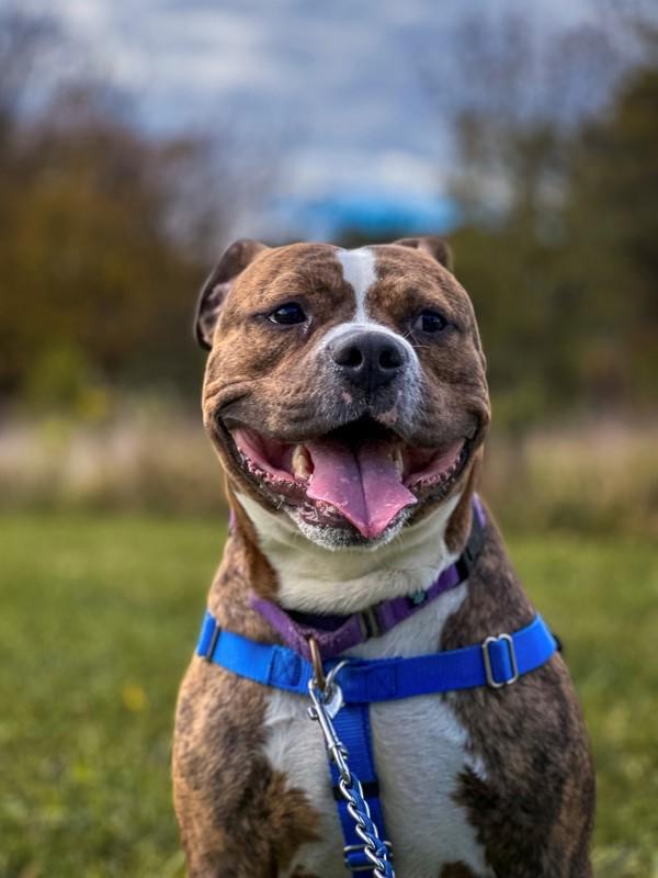 Enlarge Jeremiah, a Adoptable mixed breed in Skillman, NJ image 4/5