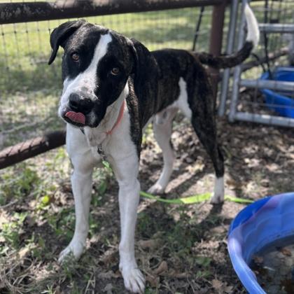 Oscar, Adoptable, Adult Male Hound & Mixed Breed.
