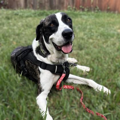 Enlarge Oscar, a Adoptable mixed breed in Bryan, TX image 2/3