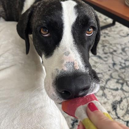 Enlarge Oscar, a Adoptable mixed breed in Bryan, TX image 3/3